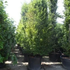 Zuilhaagbeuk (Carpinus Betulus 'Frans Fontaine') 14 Zuilhaagbeuk (Carpinus Betulus 'Frans Fontaine') -Groen Ziel Verkoop carpinus betulus fastigiata 300 400 c350 zuil 1