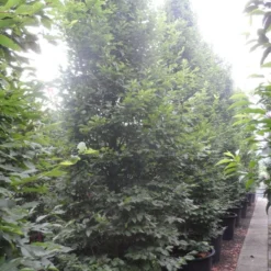 Haagbeuk Als Boom (Carpinus Betulus 'Fastigiata') -Groen Ziel Verkoop carpinus betulus fastigiata 350 400 500 c240 1 1