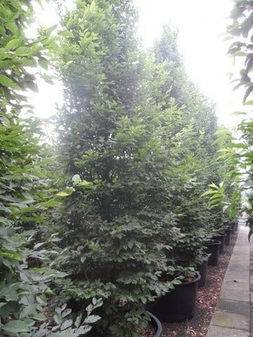 Zuilhaagbeuk (Carpinus Betulus 'Frans Fontaine') 7 Zuilhaagbeuk (Carpinus Betulus 'Frans Fontaine') - Afbeelding 7