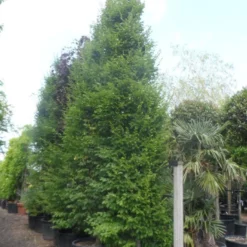 Haagbeuk Als Boom (Carpinus Betulus 'Fastigiata') -Groen Ziel Verkoop carpinus betulus fastigiata 450 500 600 c285 2