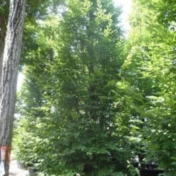 Zuilhaagbeuk (Carpinus Betulus 'Frans Fontaine') 19 Zuilhaagbeuk (Carpinus Betulus 'Frans Fontaine') -Groen Ziel Verkoop carpinus betulus fastigiata 500 600 700 c500 2 2