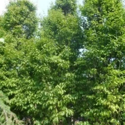 Zuilhaagbeuk (Carpinus Betulus 'Frans Fontaine') 18 Zuilhaagbeuk (Carpinus Betulus 'Frans Fontaine') -Groen Ziel Verkoop carpinus betulus fastigiata 500 600 c500 1