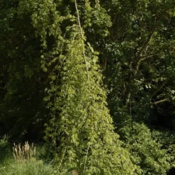 Treurhaagbeuk (Carpinus Betulus 'Pendula') -Groen Ziel Verkoop carpinus betulus pendula01