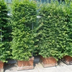 Haagbeuk Als Blokboom (Carpinus Betulus 'Fastigiata') -Groen Ziel Verkoop carpinus betulus zuil in houten bak 1