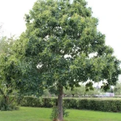 Tamme Kastanje (Castanea Sativa) 21 Tamme Kastanje (Castanea Sativa) -Groen Ziel Verkoop castanea sativa tamme kastanje 2