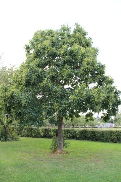 Tamme Kastanje (Castanea Sativa) 11 Tamme Kastanje (Castanea Sativa) - Afbeelding 11