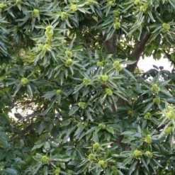 Tamme Kastanje (Castanea Sativa) 17 Tamme Kastanje (Castanea Sativa) -Groen Ziel Verkoop castanea sativa tamme kastanje 3