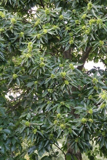 Tamme Kastanje (Castanea Sativa) 7 Tamme Kastanje (Castanea Sativa) - Afbeelding 7