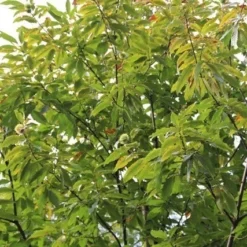 Tamme Kastanje (Castanea Sativa) 15 Tamme Kastanje (Castanea Sativa) -Groen Ziel Verkoop castanea sativa tamme kastanje 5