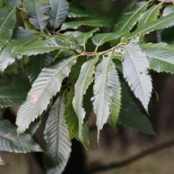 Tamme Kastanje (Castanea Sativa) 16 Tamme Kastanje (Castanea Sativa) -Groen Ziel Verkoop castanea sativa tamme kastanje 8