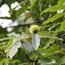 Tamme Kastanje Als Halfstam (Castanea Sativa) 7 Tamme Kastanje Als Halfstam (Castanea Sativa) -Groen Ziel Verkoop castanea sativa tamme kastanje 9 1