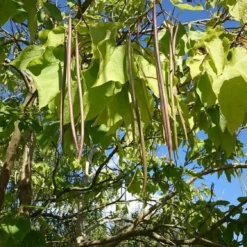 Trompetboom (Catalpa Bignonioides) 6 Trompetboom (Catalpa Bignonioides) -Groen Ziel Verkoop catalpa 1 1