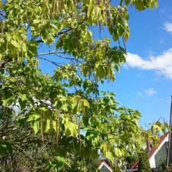 Trompetboom (Catalpa Bignonioides) 7 Trompetboom (Catalpa Bignonioides) -Groen Ziel Verkoop catalpa 2 1
