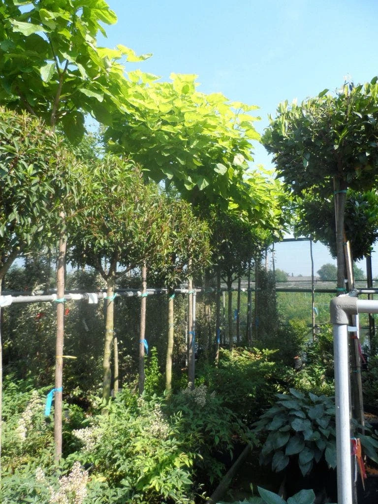 Gele Trompetboom (Catalpa Bignonioides 'Aurea') 1 Gele Trompetboom (Catalpa Bignonioides 'Aurea')