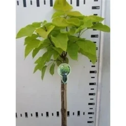 Trompetboom Op Stam (Catalpa Bignonioides 'Aurea')