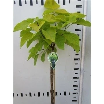 Trompetboom Op Stam (Catalpa Bignonioides 'Aurea') 1 Trompetboom Op Stam (Catalpa Bignonioides 'Aurea')