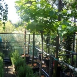 Gele Trompetboom (Catalpa Bignonioides 'Aurea') 8 Gele Trompetboom (Catalpa Bignonioides 'Aurea') -Groen Ziel Verkoop catalpa bignonioides aurea 120stam c35 1