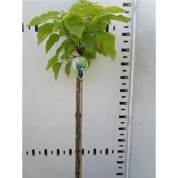Trompetboom Op Stam (Catalpa Bignonioides 'Aurea') 2 Trompetboom Op Stam (Catalpa Bignonioides 'Aurea') - Afbeelding 2