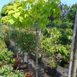 Gele Trompetboom (Catalpa Bignonioides 'Aurea') 7 Gele Trompetboom (Catalpa Bignonioides 'Aurea') -Groen Ziel Verkoop catalpa bignonioides aurea halfstam c20 1