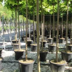 Bolcatalpa (Catalpa Bignonioides 'Nana') -Groen Ziel Verkoop catalpa bignonioides nana 10 12 1