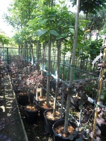 Trompetboom Op Stam (Catalpa Bignonioides 'Nana'), Halfstam 2 Trompetboom Op Stam (Catalpa Bignonioides 'Nana'), Halfstam - Afbeelding 2