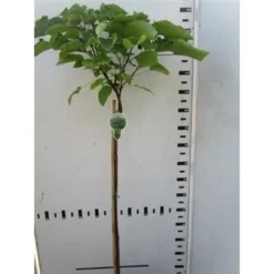 Trompetboom Op Stam (Catalpa Bignonioides 'Nana'), Halfstam 7 Trompetboom Op Stam (Catalpa Bignonioides 'Nana'), Halfstam -Groen Ziel Verkoop catalpa bignonioides nana 130cm