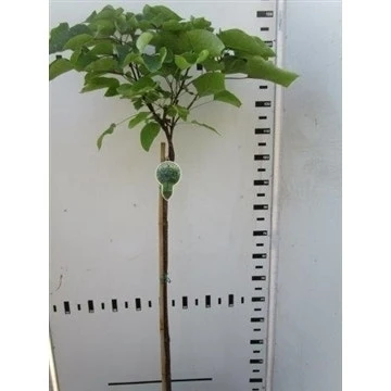 Trompetboom Op Stam (Catalpa Bignonioides 'Nana'), Halfstam 4 Trompetboom Op Stam (Catalpa Bignonioides 'Nana'), Halfstam - Afbeelding 4