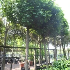 Bolcatalpa (Catalpa Bignonioides 'Nana') 7 Bolcatalpa (Catalpa Bignonioides 'Nana') -Groen Ziel Verkoop catalpa bignonioides nana 30 35ho c350 1