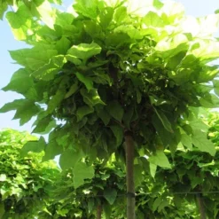 Bolcatalpa (Catalpa Bignonioides 'Nana') 8 Bolcatalpa (Catalpa Bignonioides 'Nana') -Groen Ziel Verkoop catalpa bignonioides nana 5
