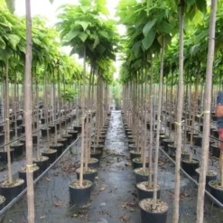 Bolcatalpa (Catalpa Bignonioides 'Nana') -Groen Ziel Verkoop catalpa bignonioides nana 6 8 1