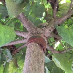 Bolcatalpa (Catalpa Bignonioides 'Nana') 9 Bolcatalpa (Catalpa Bignonioides 'Nana') -Groen Ziel Verkoop catalpa bignonioides nana 6