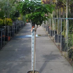Trompetboom Op Stam (Catalpa Bignonioides 'Nana'), Halfstam 6 Trompetboom Op Stam (Catalpa Bignonioides 'Nana'), Halfstam -Groen Ziel Verkoop catalpa bignonioides nana halfstam c20