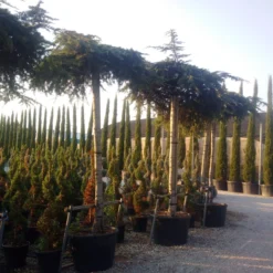 Ceder Als Dakboom (Cedrus Deodara 'Pendula') -Groen Ziel Verkoop cedrus deodara dak 1