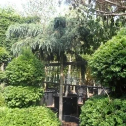 Ceder Als Boom (Cedrus Deodara 'Feelin Blue') -Groen Ziel Verkoop cedrus deodara feelin blue 20 25ho 1 1
