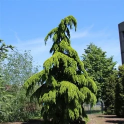 Treurceder (Cedrus Deodara 'Pendula') -Groen Ziel Verkoop cedrus deodara pendula 1