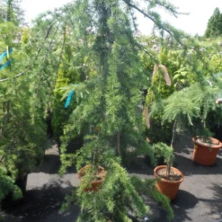 Treurceder (Cedrus Deodara 'Pendula') -Groen Ziel Verkoop cedrus deodara pendula 150 175 c35 1