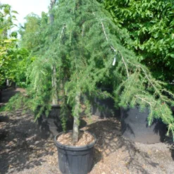 Treurceder (Cedrus Deodara 'Pendula') -Groen Ziel Verkoop cedrus deodara pendula 20 25ho c110 1