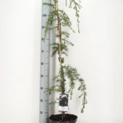 Treurceder (Cedrus Deodara 'Pendula') -Groen Ziel Verkoop cedrus deodara pendula c5 m 1 1