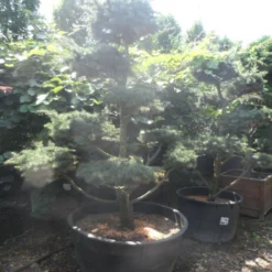 Libanonceder Als Bonsai (Cedrus Libani) -Groen Ziel Verkoop cedrus libani bonsai 180 200 c500
