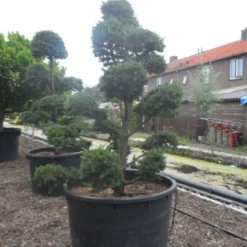 Libanonceder Als Bonsai (Cedrus Libani) -Groen Ziel Verkoop cedrus libani bonsai c750 3