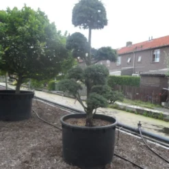Libanonceder Als Bonsai (Cedrus Libani) -Groen Ziel Verkoop cedrus libani bonsai c750 5