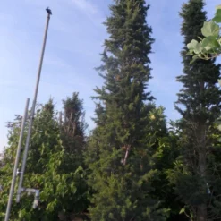 Libanonceder Als Bonsai (Cedrus Libani) -Groen Ziel Verkoop cedrus libani fastigiata 300 350 c250