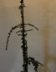 Treurceder Als Boom (Cedrus Libani 'Glauca Pendula') -Groen Ziel Verkoop cedrus libani glauca pendula