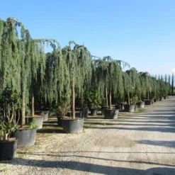 Treurceder Als Boom (Cedrus Libani 'Glauca Pendula') -Groen Ziel Verkoop cedrus libani glauca pendula 2 1 1
