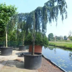 Treurceder Als Boom (Cedrus Libani 'Glauca Pendula') -Groen Ziel Verkoop cedrus libani glauca pendula 35 40ho c1000 1
