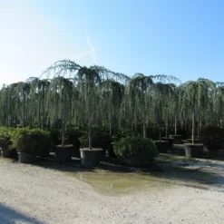 Treurceder Als Boom (Cedrus Libani 'Glauca Pendula') -Groen Ziel Verkoop cedrus libani glauca pendula 4 1