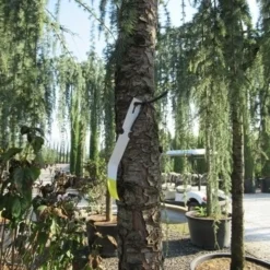 Treurceder Als Boom (Cedrus Libani 'Glauca Pendula') -Groen Ziel Verkoop cedrus libani glauca pendula 5