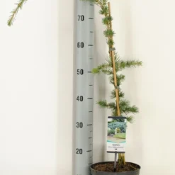 Treurceder Als Boom (Cedrus Libani 'Glauca Pendula') -Groen Ziel Verkoop cedrus libani glauca pendula c3 m 1
