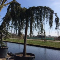 Treurceder Als Boom (Cedrus Libani 'Glauca Pendula') -Groen Ziel Verkoop cedrus libani glauca pendula hoogstam solt 1