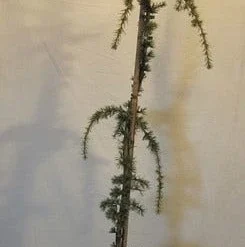 Treurceder Als Boom (Cedrus Libani 'Glauca Pendula') -Groen Ziel Verkoop cedrus libani glaucapendula150 175